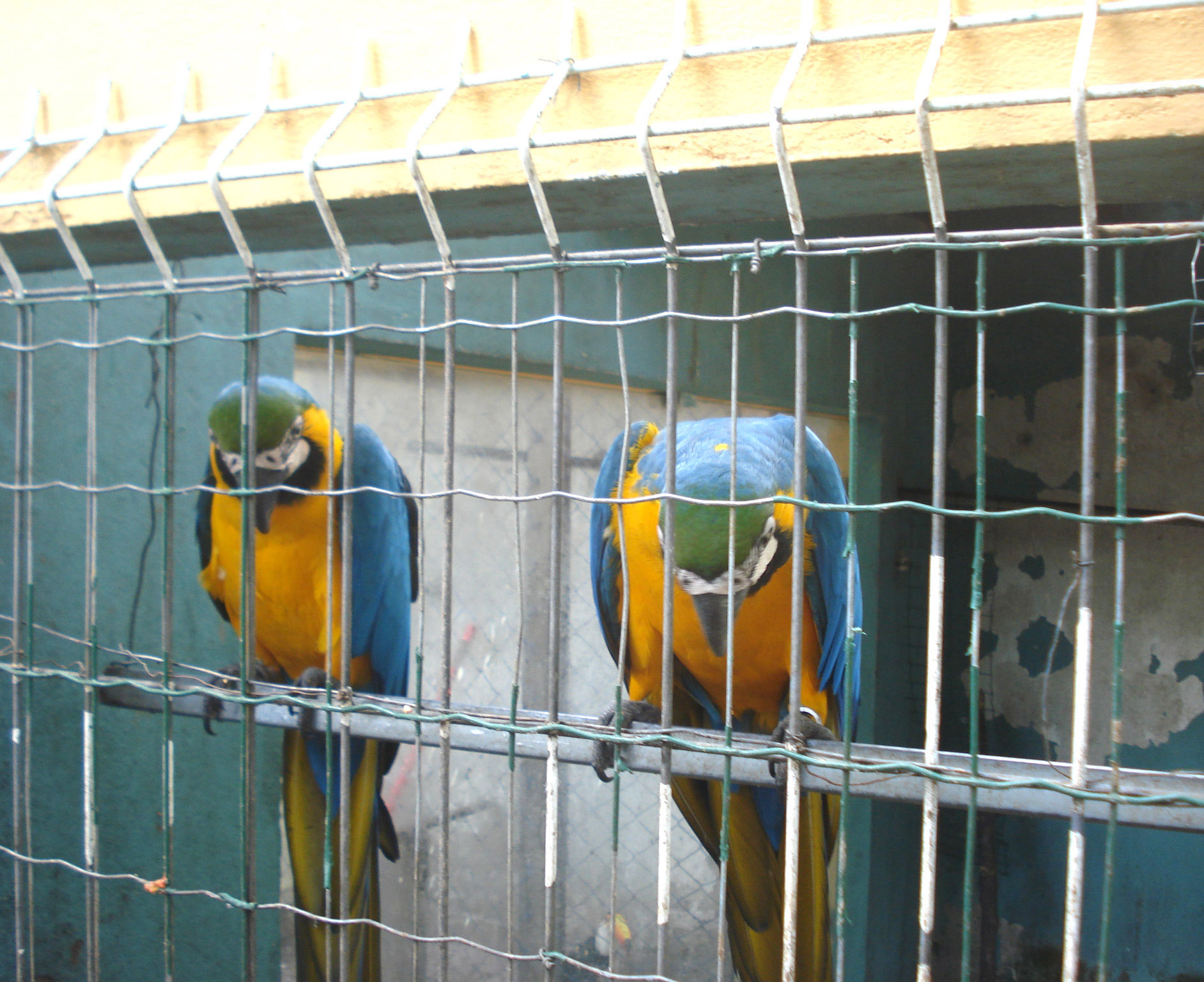 Araras e outras aves silvestres foram apreendidas em Guarapari