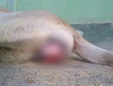 O cachorro teria sido estuprado no bairro Novo Porto Canoa, na Serra