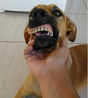 Cadela pega dentadura enquanto avó de sua dona cochila após o