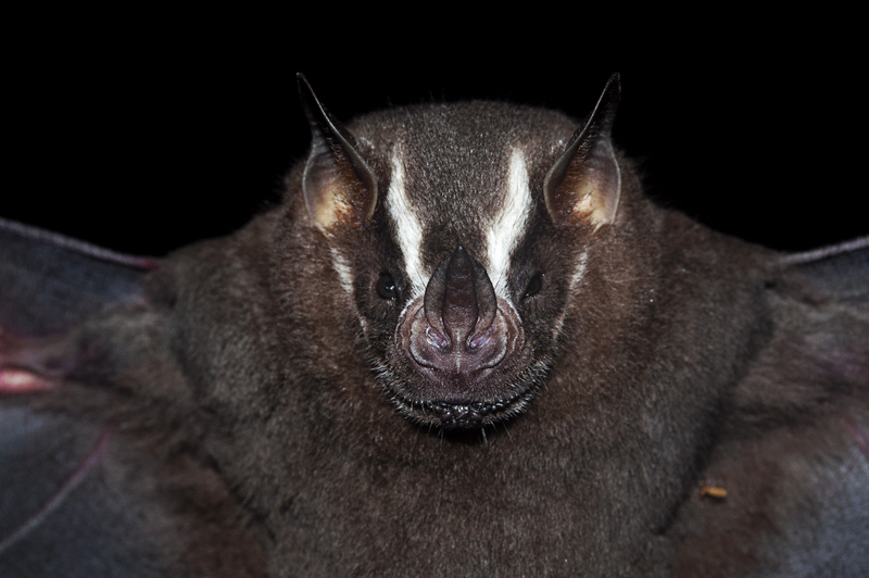 Morcego contaminado por raiva é encontrado em escola de Vila Velha - Folha Vitória