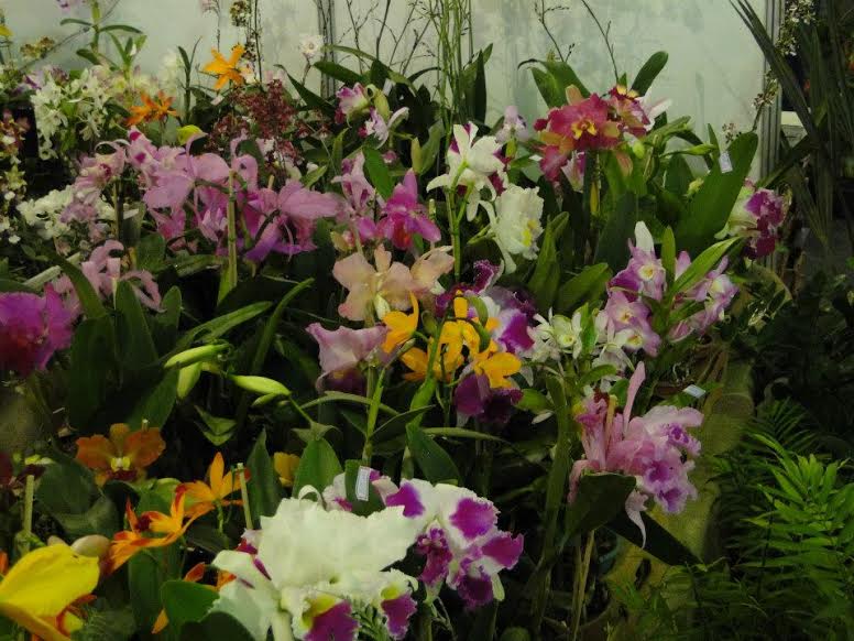 Espécies variadas de orquídeas a partir de R$ 10 na Feira Sabores da Terra  em Vitória